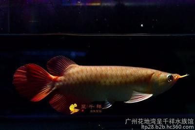 印尼加里曼丹紅龍魚咋樣了：印尼加里曼丹紅龍魚 龍魚百科 第1張