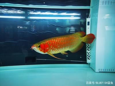 龍魚撞缸鱗片松動：龍魚撞缸導(dǎo)致鱗片松動時