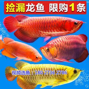 龍魚撞缸鱗片松動：龍魚撞缸導(dǎo)致鱗片松動時