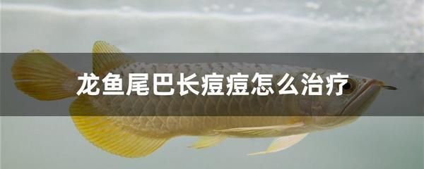 下鹽對(duì)龍魚(yú)的好處 龍魚(yú)百科 第2張