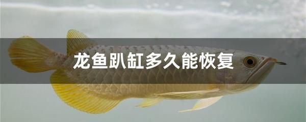 下鹽對(duì)龍魚(yú)的好處 龍魚(yú)百科 第1張