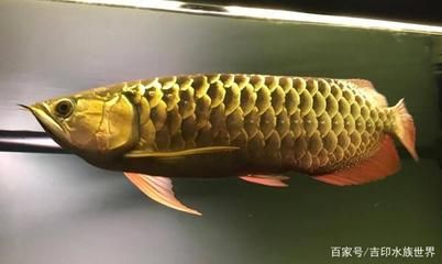 養(yǎng)金龍魚的水溫較低會凍死嗎：金龍魚水溫低于20℃時水溫低于20℃時，可能會因為無法適應死亡