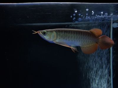 龍魚(yú)撞缸頂：如何預(yù)防龍魚(yú)撞缸