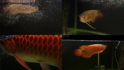 名貴金龍魚(yú)排名第幾：名貴金龍魚(yú)的排名