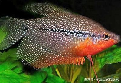 三星曼龍魚好養(yǎng)嗎：三星曼龍魚的特點(diǎn)和飼養(yǎng)方法