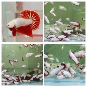 如何挑選紅龍魚(yú)苗：如何挑選紅龍魚(yú)苗？