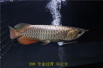 祥龍魚場品牌產(chǎn)品介紹怎么寫：祥龍魚場是一家專注于熱帶觀賞魚養(yǎng)殖的企業(yè)祥龍魚場 龍魚百科 第1張