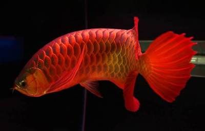 印尼紅龍魚(yú)產(chǎn)地是哪里：關(guān)于印尼紅龍魚(yú)的詳細(xì)介紹