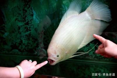 龍魚招財魚混養(yǎng)