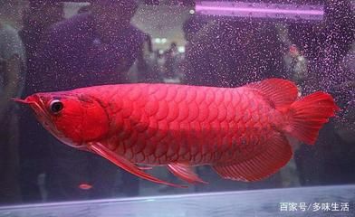 西安魚缸定做祥龍魚場：西安魚缸定做和祥龍魚場 龍魚百科 第1張