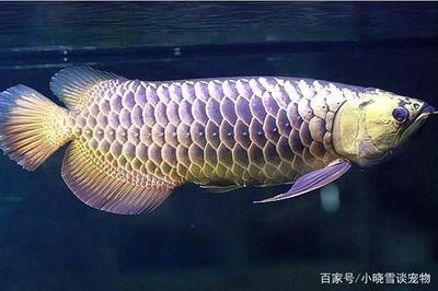 養(yǎng)龍魚好不好怎么判斷的：養(yǎng)龍魚既有優(yōu)點也有缺點 龍魚百科 第3張