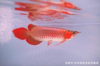 與金龍魚混養(yǎng)的魚種類：適合與金龍魚混養(yǎng)的魚種