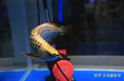 在金龍魚上班怎么樣知乎：在金龍魚上班怎么樣？