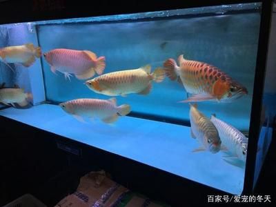 水族箱養(yǎng)龍魚(yú)可以嗎：如何在水族箱養(yǎng)殖龍魚(yú)？