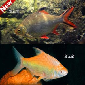 雙線鯽魚跟龍魚混養(yǎng)：雙線鯽魚和龍魚混養(yǎng)的注意事項