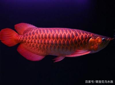 龍魚(yú)有時(shí)候往缸底游怎么回事：龍魚(yú)為什么會(huì)往缸底游 龍魚(yú)百科