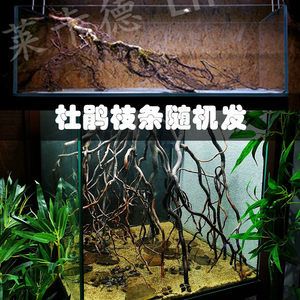 養(yǎng)龍魚要造景嗎為什么會(huì)死：養(yǎng)龍魚是否需要造景