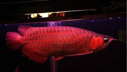 什么是紅龍魚：紅龍魚的種類及種類介紹 龍魚百科 第1張