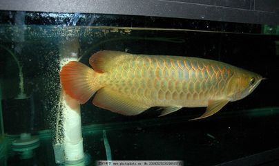 最名貴的金龍魚叫什么魚：最名貴的金龍魚叫什么魚叫什么魚叫什么魚的信息 龍魚百科 第2張