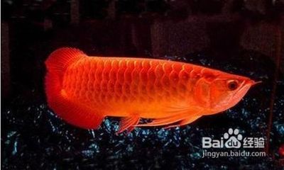 最名貴的金龍魚叫什么魚：最名貴的金龍魚叫什么魚叫什么魚叫什么魚的信息 龍魚百科 第3張