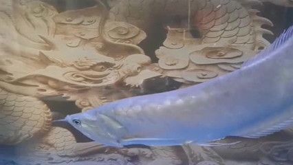 龍魚總是在下游是什么原因？：龍魚總是在下游游動可能有多種原因分析龍魚上下游的原因及解決方法 龍魚百科 第2張