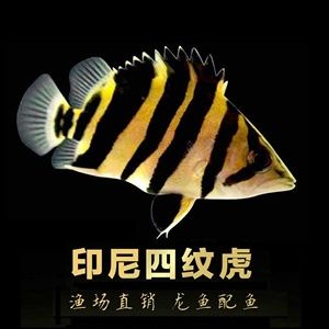 泰國(guó)金龍魚苗：關(guān)于泰國(guó)金龍魚苗的一些問題