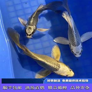 有沒有冷水龍魚苗買：冷水龍魚苗的選購與養(yǎng)護指南 龍魚百科 第2張