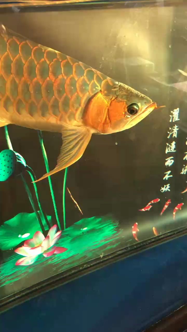 ：小伙不帥_人見人愛 觀賞魚論壇