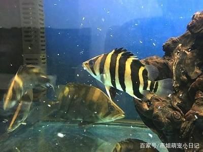 一條龍魚三條飛鳳五條虎魚好嗎：混養(yǎng)龍魚、虎魚和飛鳳魚的注意事項(xiàng)