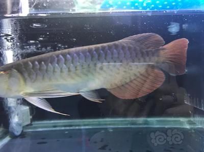 在印尼買龍魚便宜嗎現(xiàn)在怎么樣：在印尼購買龍魚會影響價格嗎？ 龍魚百科 第2張