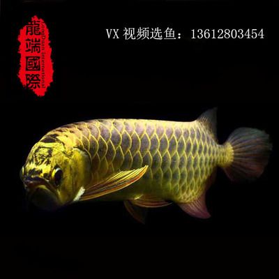 養(yǎng)金龍魚背景圖什么顏色好看：養(yǎng)金龍魚時背景圖的顏色選擇 龍魚百科 第3張