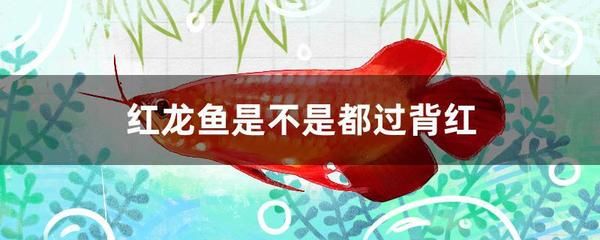 怎樣防止紅龍魚(yú)掉眼睛：如何防止龍魚(yú)掉眼？