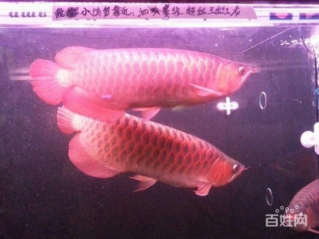 旺龍魚缸質(zhì)量怎么樣 龍魚百科 第2張