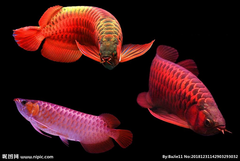 最好的紅龍魚(yú)是什么魚(yú)：最好的紅龍魚(yú)品種有哪些？