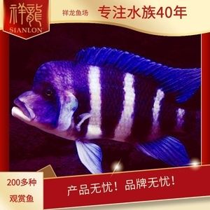 祥龍魚場觀賞魚價格表最新：最新的祥龍魚場觀賞魚價格表，七彩雷龍價格相對較便宜