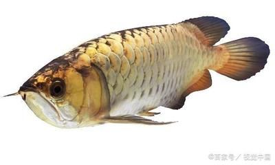 什么龍魚沒有刺還能活：無刺龍魚有哪些種類？