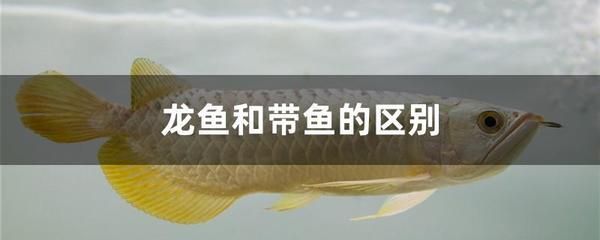 龍魚總在水面上游來游去：龍魚總在水面上游來游去可能有多種原因以下幾種可能 龍魚百科 第3張