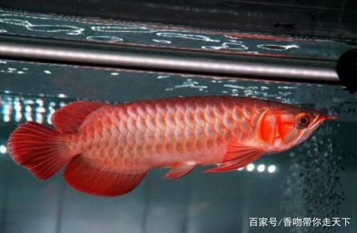 血龍魚百度百科視頻：血紅龍魚是一種美麗且昂貴的魚類 龍魚百科 第2張