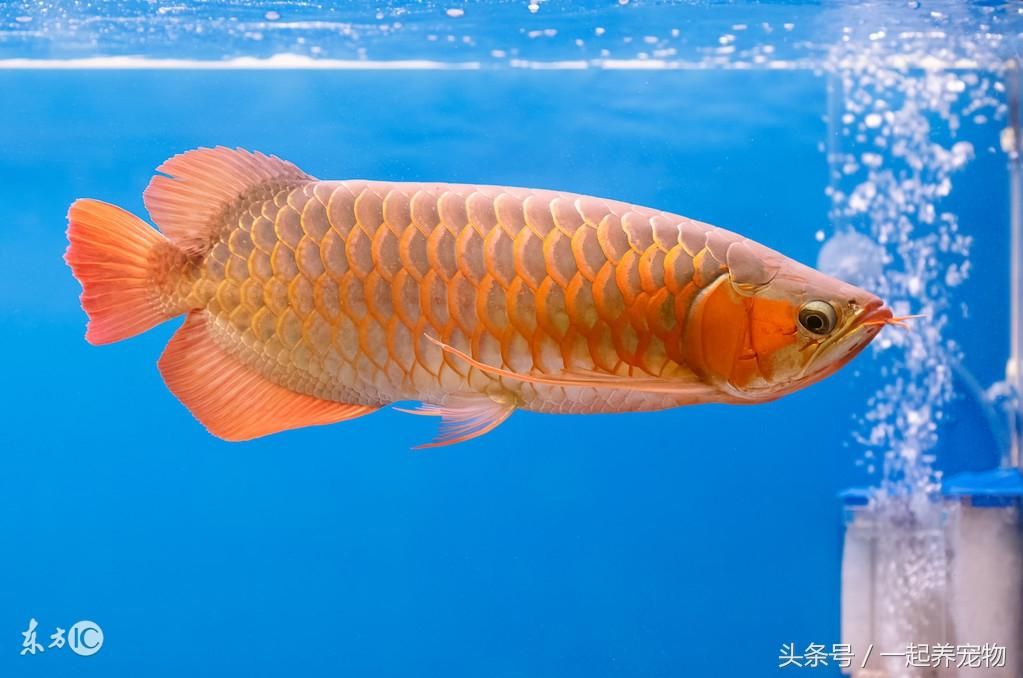 為什么龍魚跳缸：龍魚為什么會跳缸？