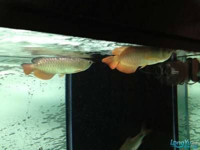 新入缸龍魚(yú)趴缸一周了：龍魚(yú)趴缸怎么辦