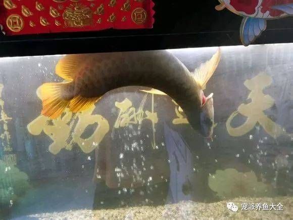 養(yǎng)龍魚最好的魚缸：養(yǎng)龍魚的注意事項 龍魚百科 第3張