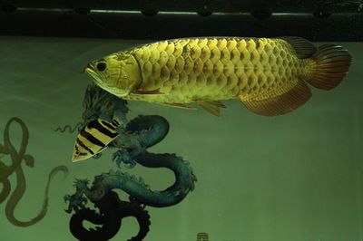 龍魚怎么養(yǎng)才會(huì)體型寬些：養(yǎng)龍魚的注意事項(xiàng)