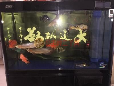 魚(yú)缸龍魚(yú)怎么抓魚(yú)：草缸養(yǎng)龍魚(yú)的方法 龍魚(yú)百科 第3張