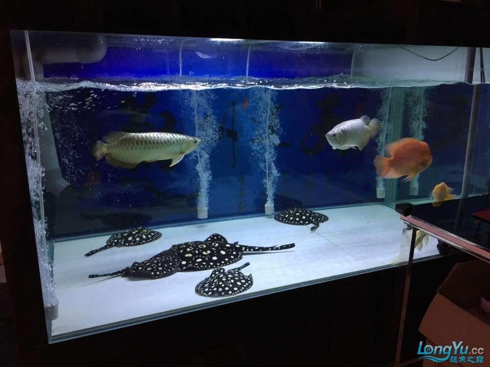 龍魚魚缸哪個品牌好一點的：龍魚魚缸品牌排行榜森森集團股份有限公司水族箱評價