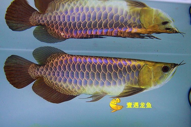 有沒(méi)有長(zhǎng)不大的龍魚品種魚：龍魚的生長(zhǎng)速度和特點(diǎn)和特點(diǎn)和特點(diǎn)龍魚的飼養(yǎng)方式