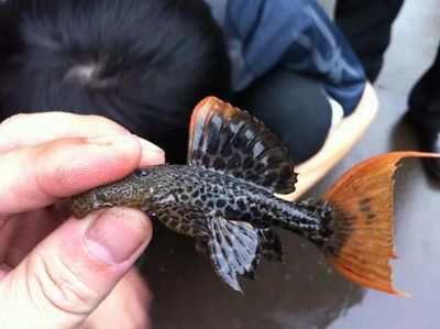 龍魚怎么燒的嫩：如何烹飪出嫩滑的龍魚