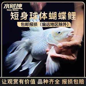 有沒有冷水龍魚苗賣：冷水龍魚苗在哪里買？ 龍魚百科 第3張