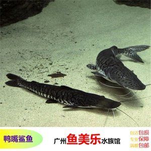 撒旦鴨嘴魚批發(fā)：撒旦鴨嘴魚批發(fā)與貨源基地的信息