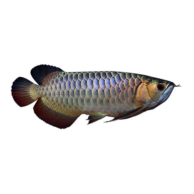 斯威尼關(guān)刀和龍魚混養(yǎng)