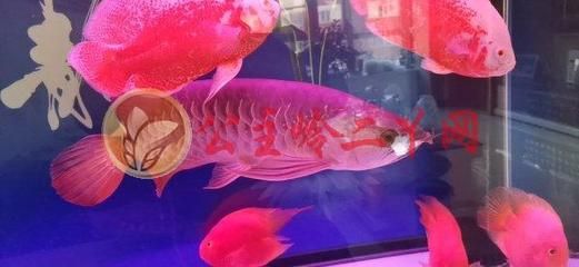 為什么一定要買印尼紅龍魚：印尼紅龍魚的原產(chǎn)地是在印尼的蘇門答臘和加里曼丹一帶的河流